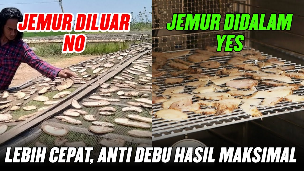 CARA MENGERINGKAN BAHAN SEBELUM DIHALUSKAN MENJADI TEPUNG DENGAN ALAT FOOD DEHIDRATOR ST-01 DHY-D10A