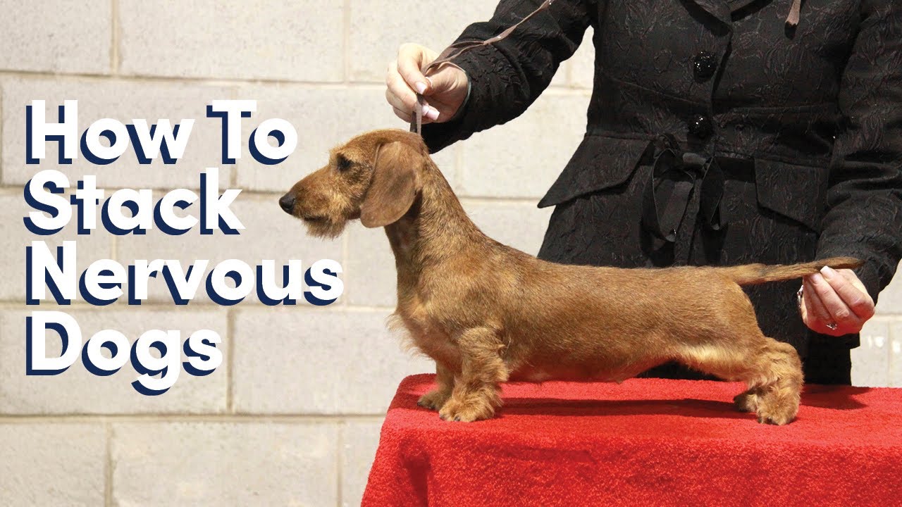 Stacking Nervous Dogs for the Judge's Exam