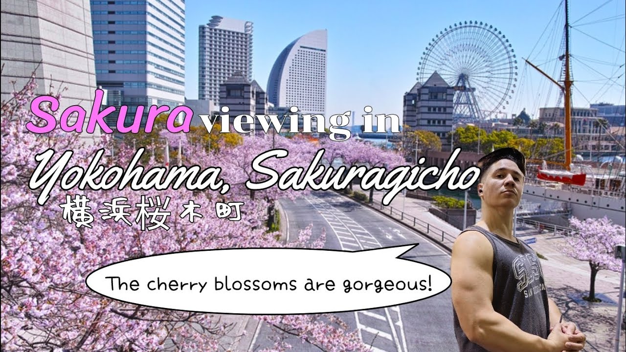 Sakura viewing in Sakuragicho, Yokohama in 8K and 4K 🎧In HD Surround Sound🎧
