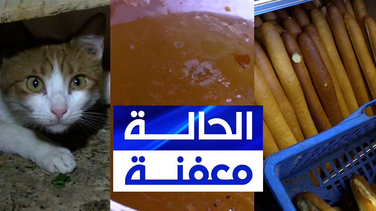 مصالح الرقابة ترصد قطا يتجول داخل غرفة لطهي الخبز .. نظافة منعدمة داخل مخبزة