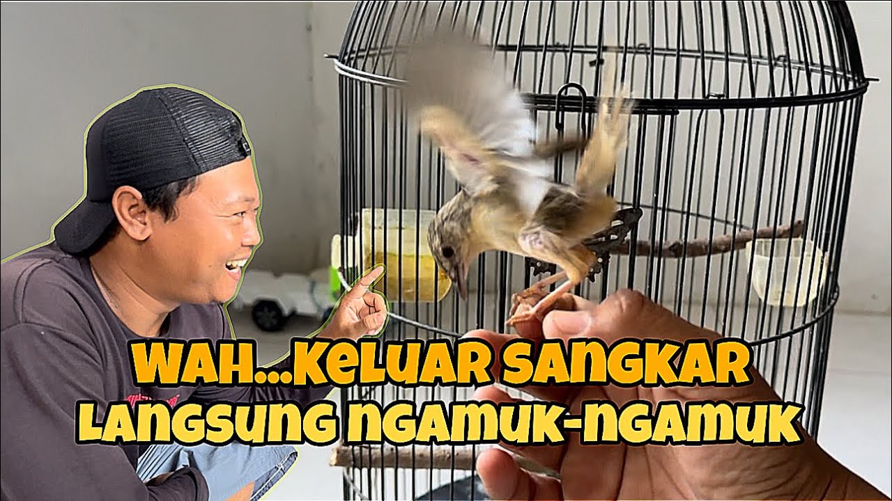 Pertama kali‼️ ngelatih Cigun gacor diluar sangkar, sempet takut kalau gagal 😅