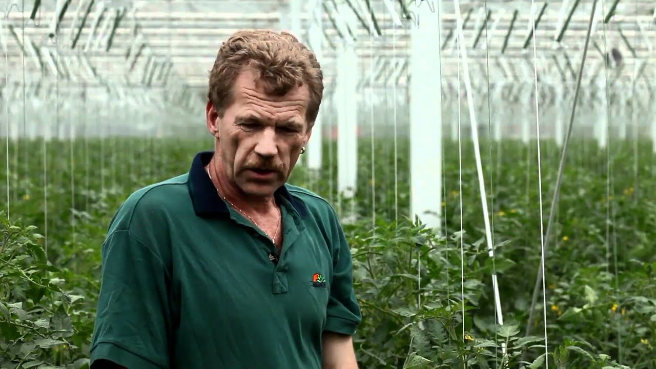 Roma tomaten van onze leverancier - AH
