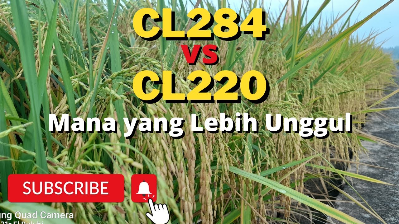Perbandingan Padi CL284 dengan Padi CL220 | Galur dengan Potensi Panen 12 Ton/H
