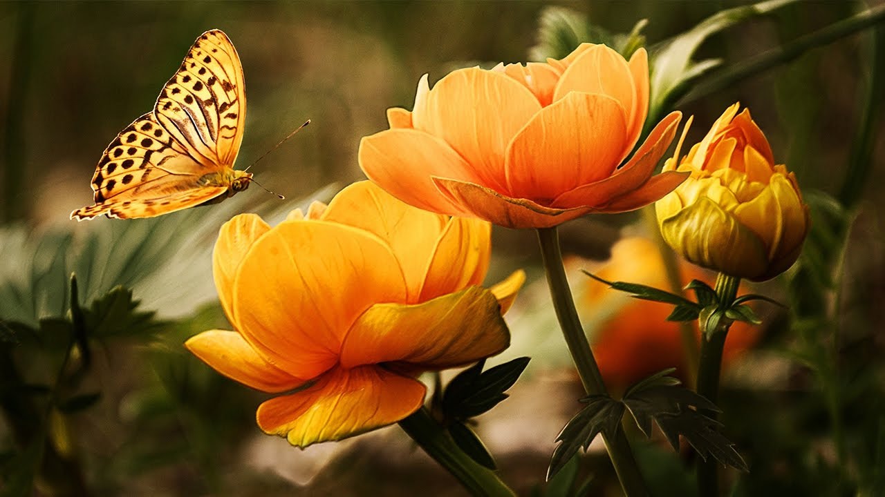Relaxing Music - Sleep Music,  Spa Music, Meditation Music - Insects