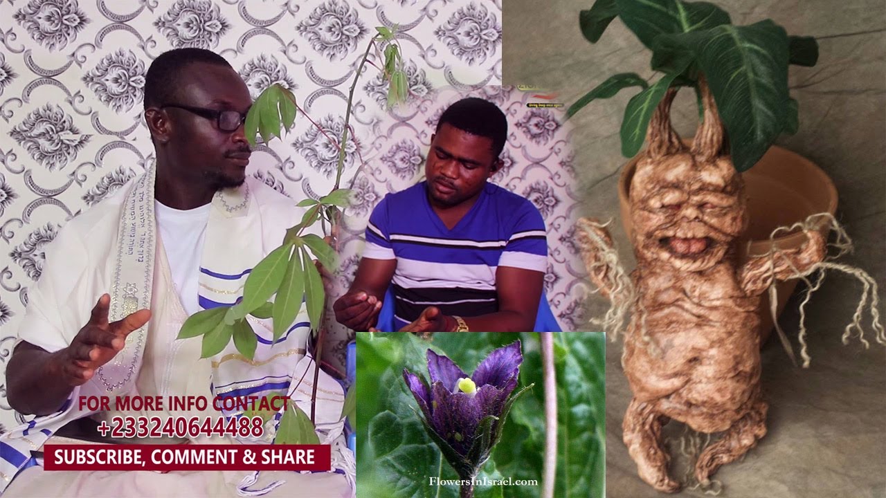 Spiritual Herbs and Plants For Higher Awareness & Healing Mandrake | Time with Odehunfo Agyeman