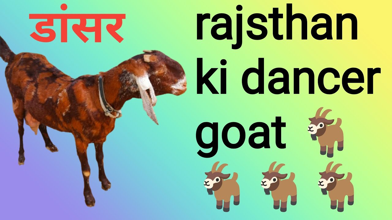 rajsthan ki top quality sirohi ajmera dancer goat 🐐🐐#animals #sirohigoat #sirohibakri #goat #bakri