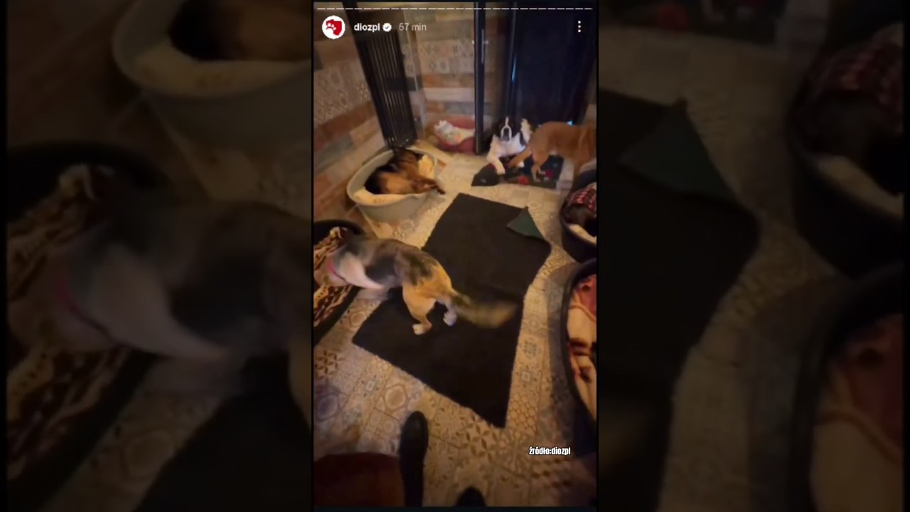Dla nich również rozpoczyna się nowe życie 🐶 