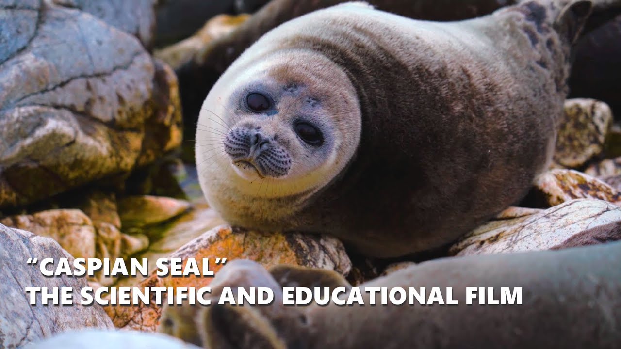 &ldquo;Caspian Seal&rdquo; the scientific and educational film | NCOC