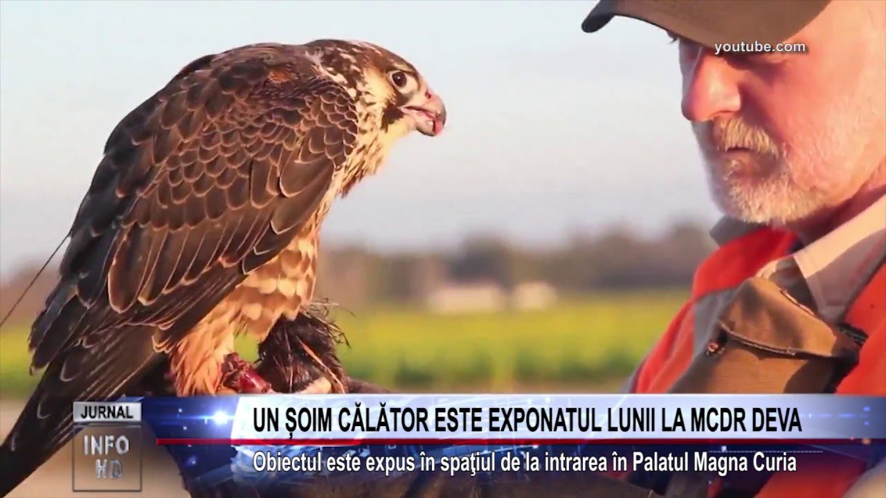 UN ȘOIM CĂLĂTOR ESTE EXPONATUL LUNII LA MCDR DEVA