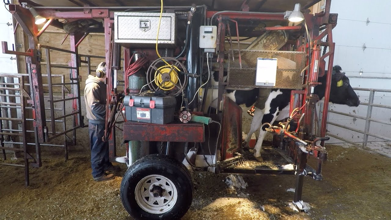 Ep. 4  Hoof Trimming Heifers