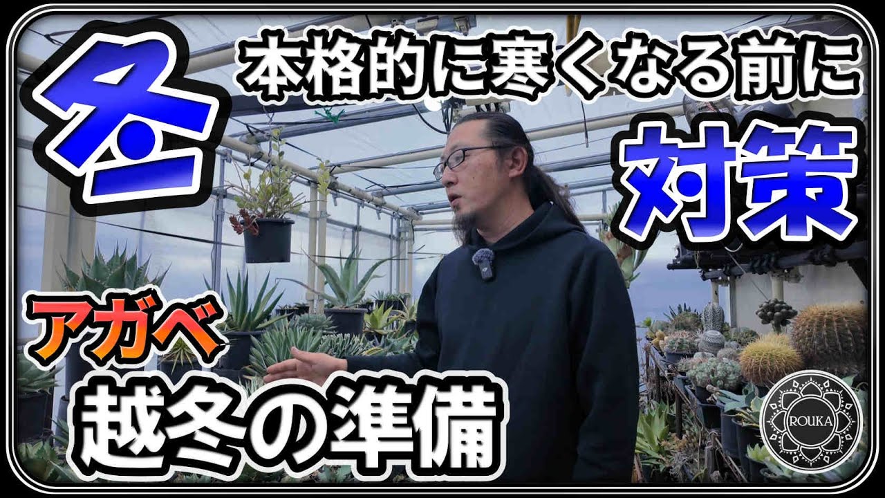 【アガベ/季節の管理】冬越しの準備！本格的な冬が来る前に対策【Agave】【多肉植物】