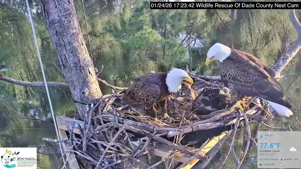 Dade County Eagle: Ron: what is Rose eating? -- 2026 01 24