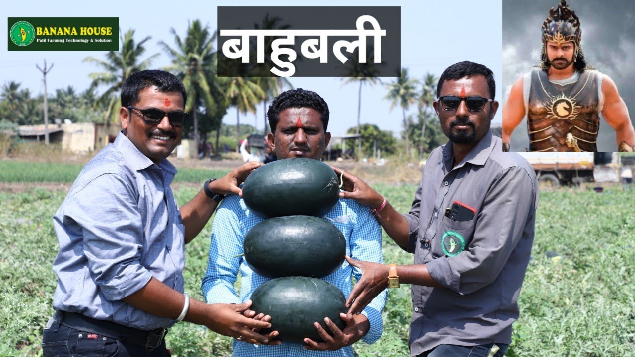बाहुबली कलिंगड 65 दिवसात विक्रमी उत्पादन कलिंगड मार्गदर्शन यशोगाथा #banana_house #watermelon #sheti