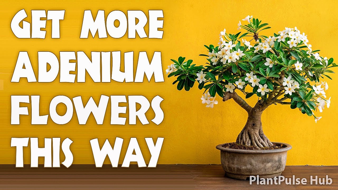HOW TO GET MORE AND MORE FLOWERS IN ADENIUM? SECRET TO ADENIUM BLOOMS THAT NEVER STOP!