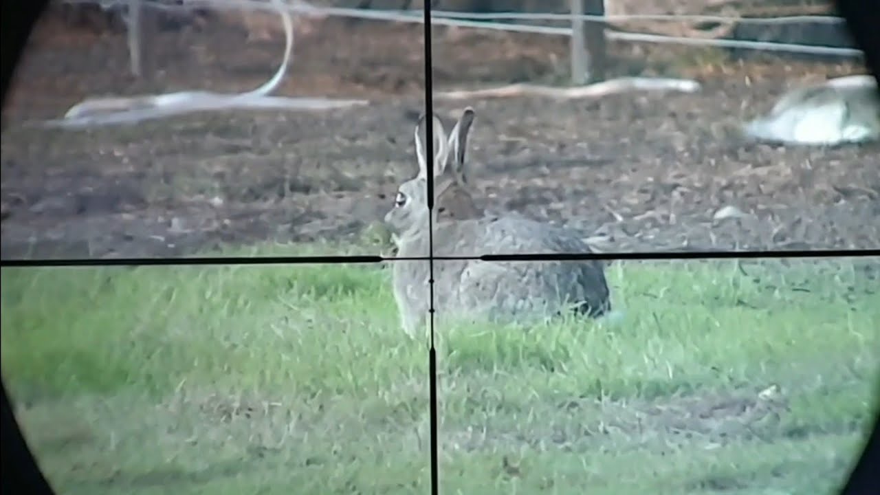 Rabbit Hunting Australia - 22Lr - 19  Rabbits in 1 hour - Headshots!