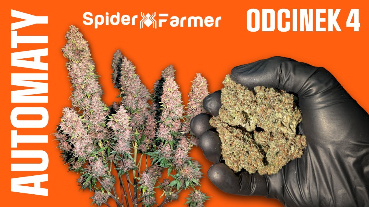 ZBIORY & SUSZ Automaty - odcinek 4 🕷 Spider Farmer Sezon 2