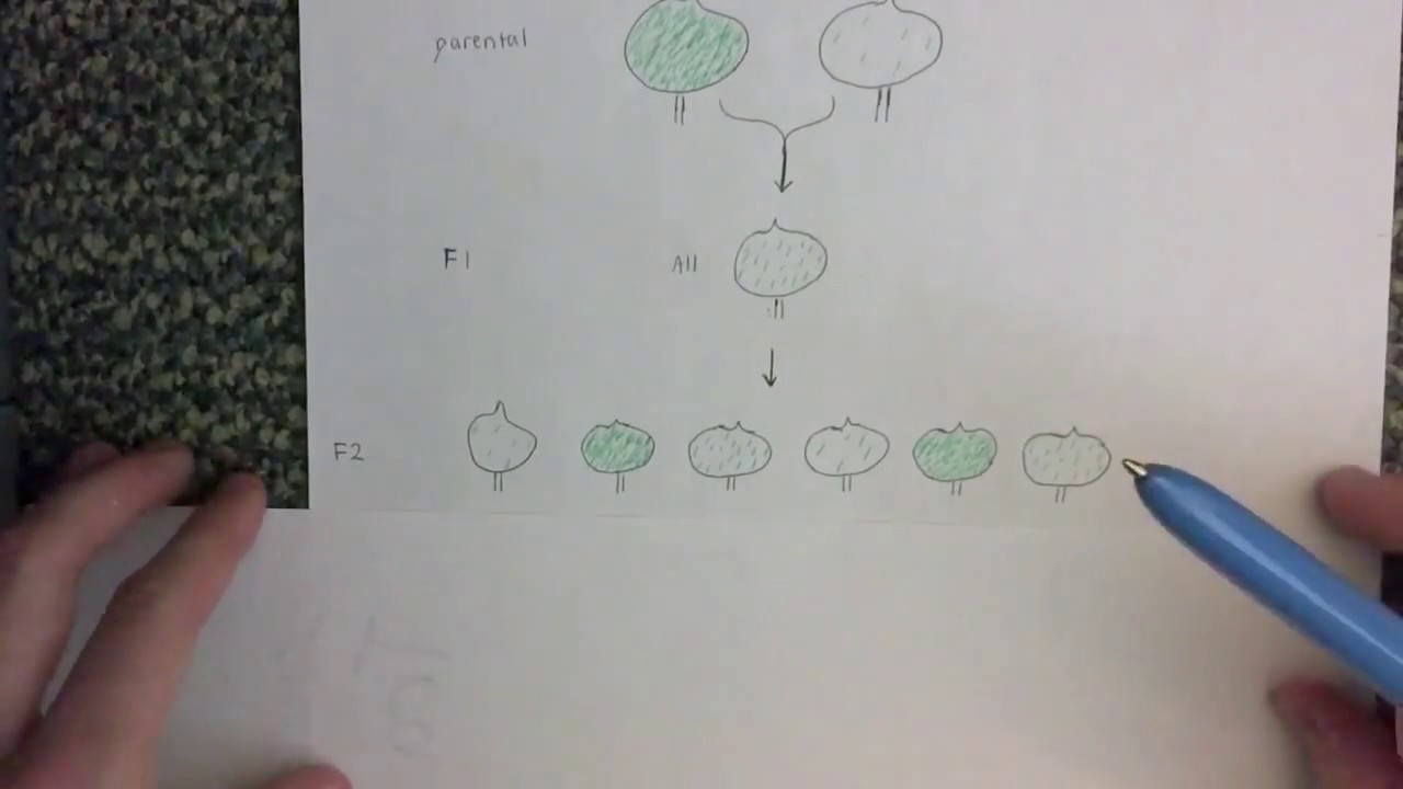 QTL Analysis  Explanation and Example