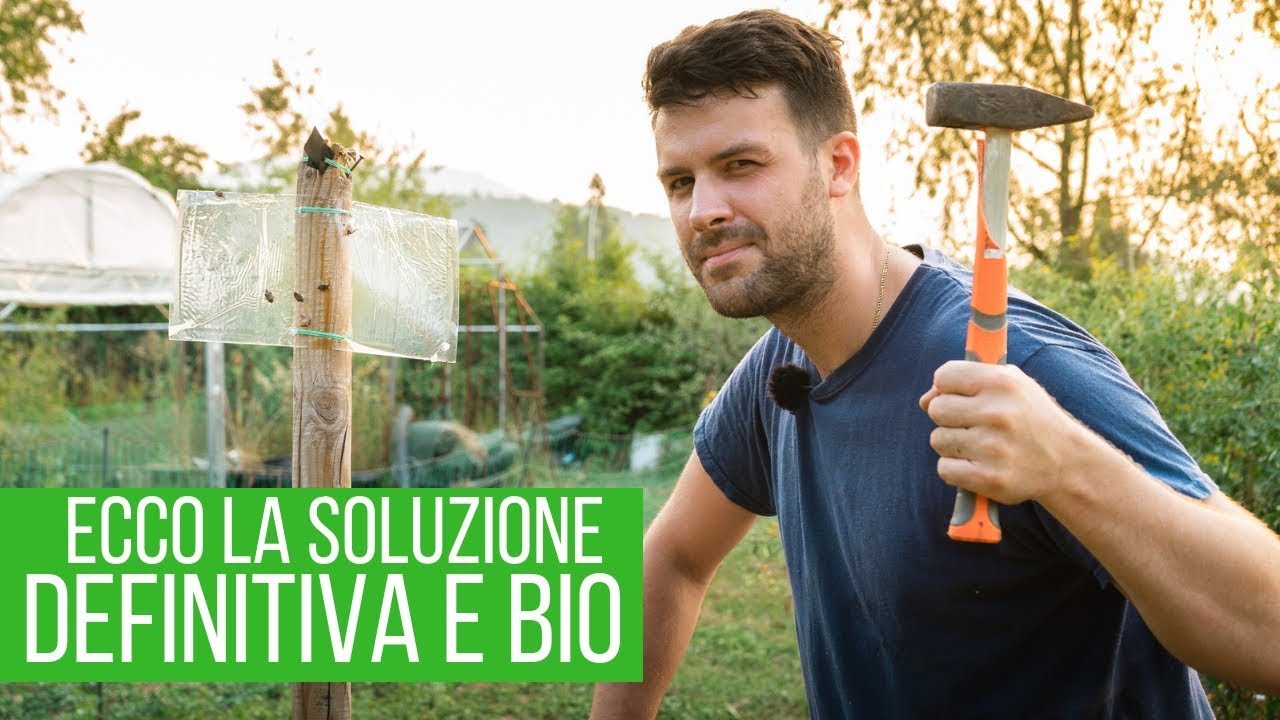 NON ho più CIMICI