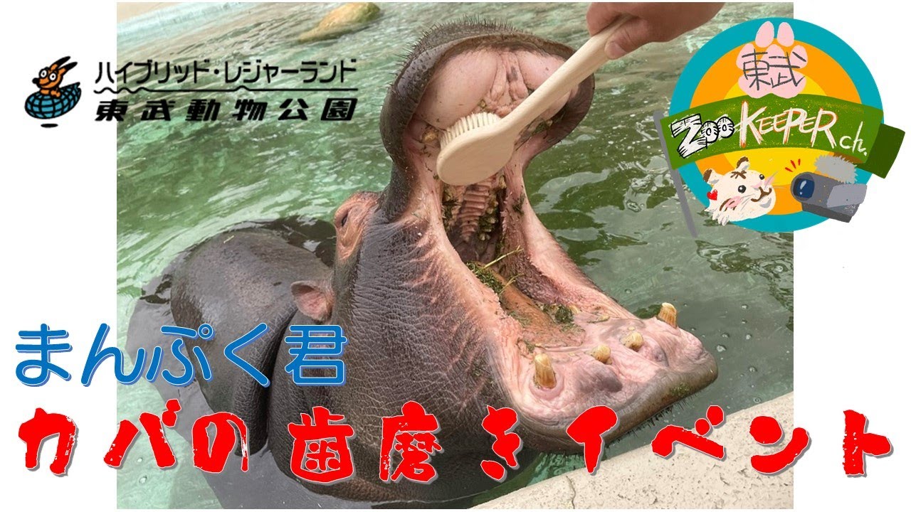 カバの歯磨きイベント　東武動物公園