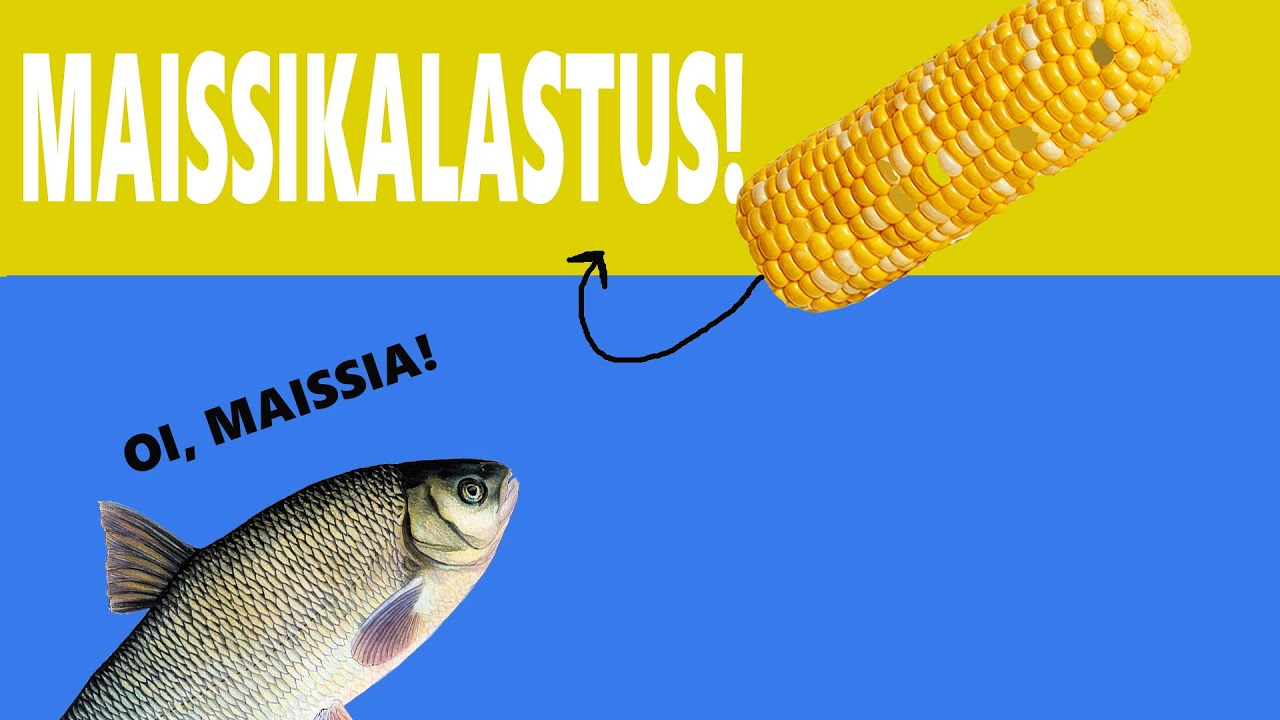 Saako maissilla kalaa?