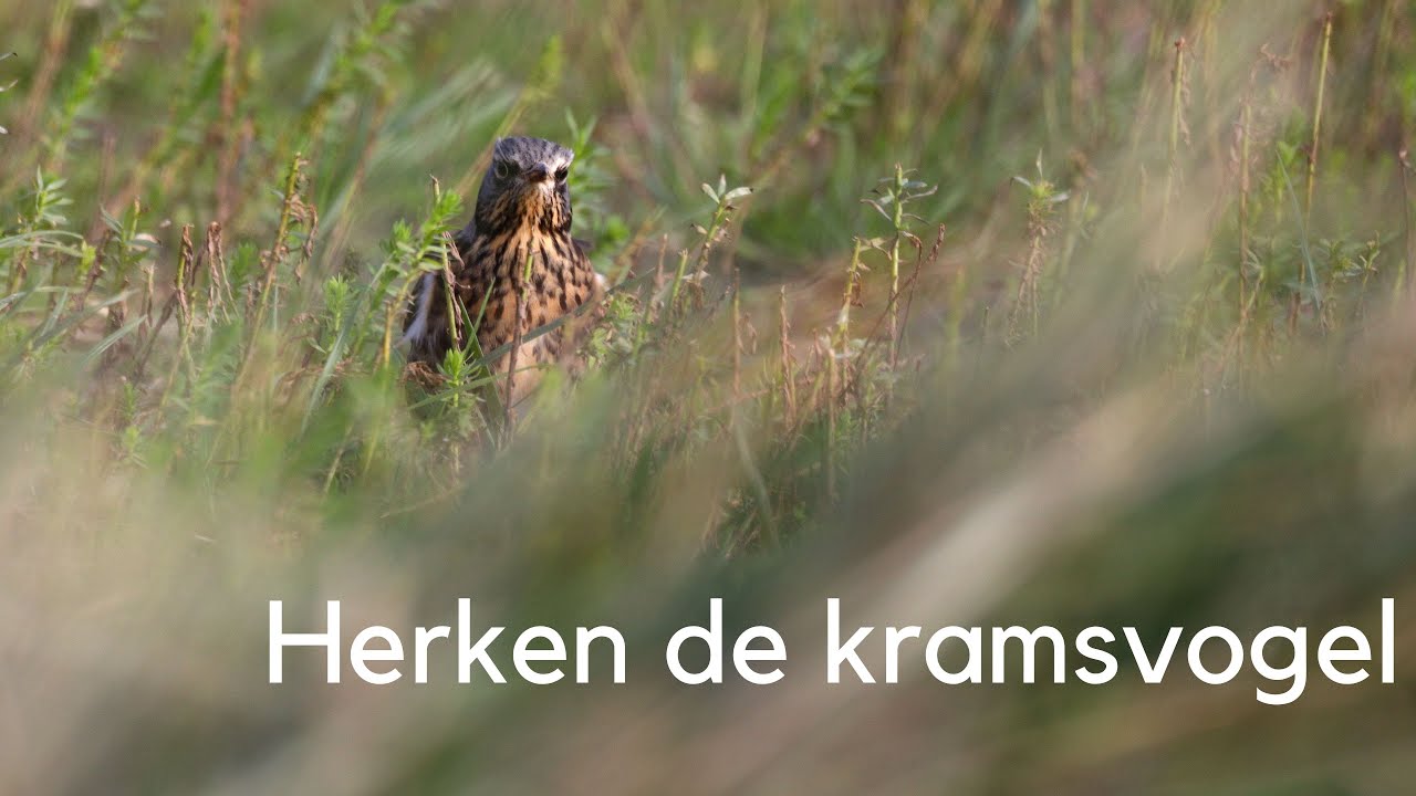 Herken de kramsvogel #1419