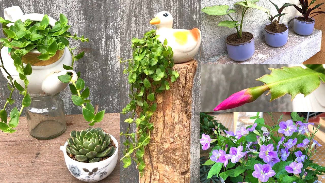 6 ways to recycle old furniture into a beautiful flower pot | 6 cách tái chế thành chậu hoa rất đẹp