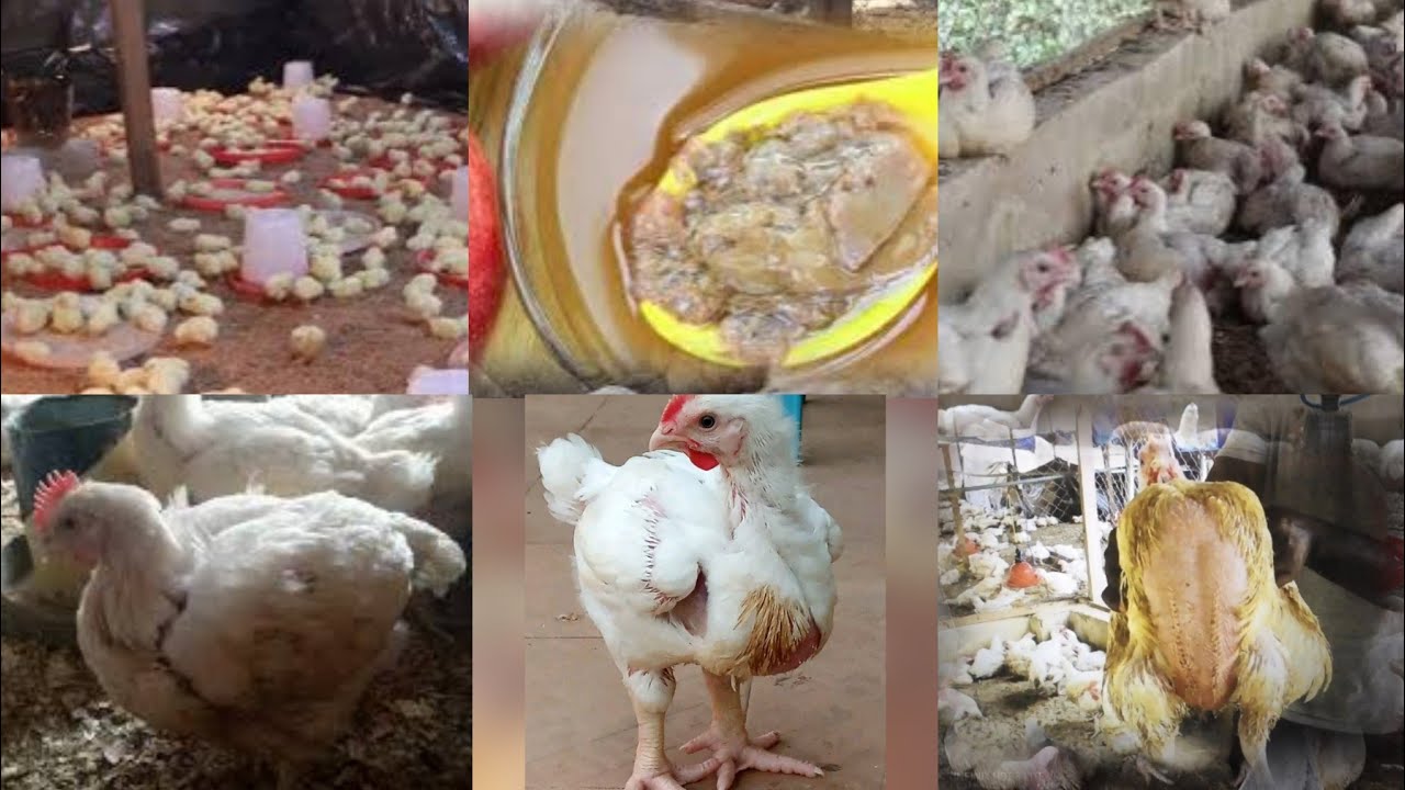 5 ways to make your broilers eat less and gain massive weight within 35 to 42 days