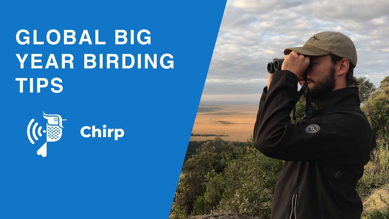 Arjan Dwarshuis's Big Year Tips | Chirp From Episode 6