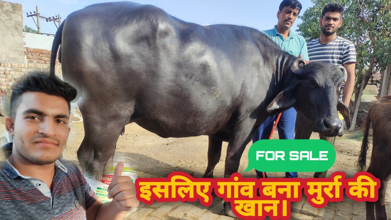 For Sale:- 2 teeth Murrah Buffalo 🎉🎉 In KUNGAR, BHIWANI 🎉🎉 Special Video For Youth Motivation 🎉🎉