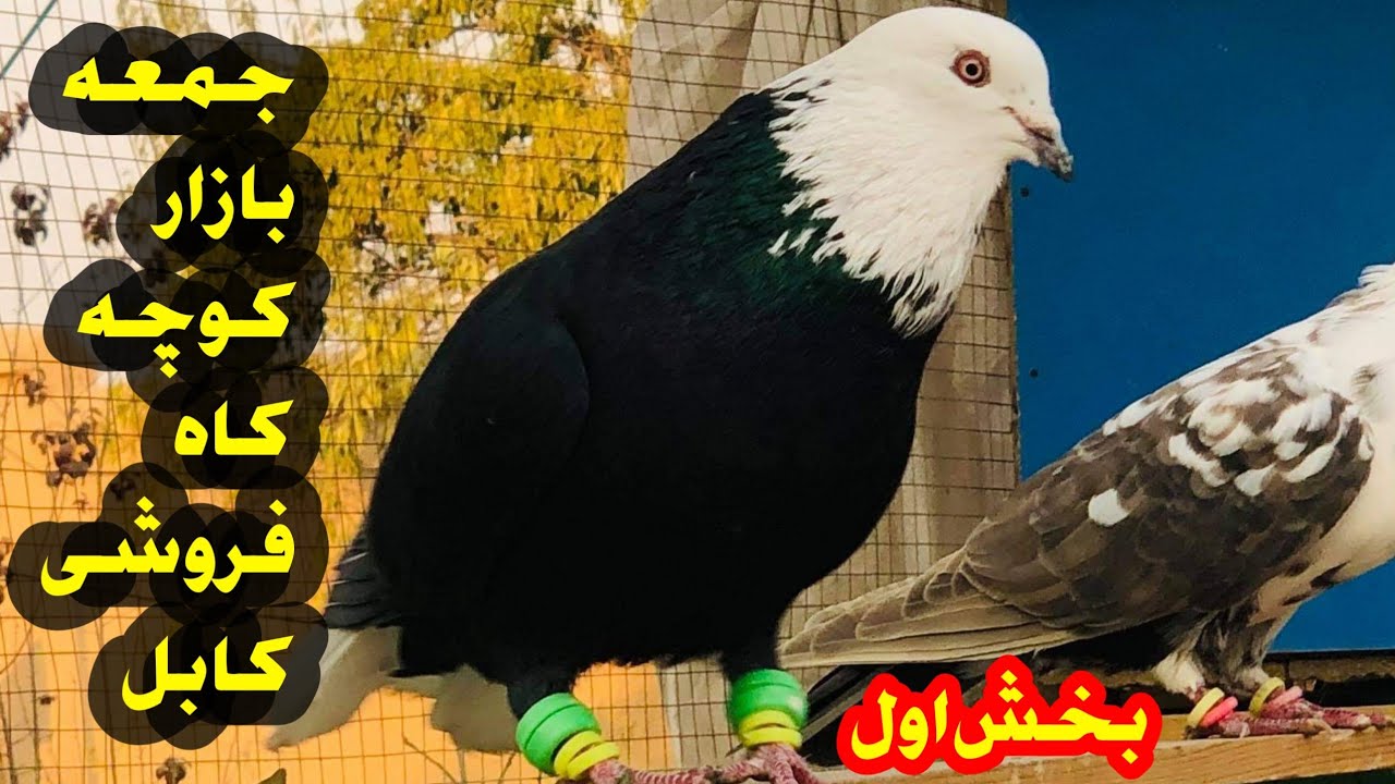 جمعه بازار کوچه کاه فروشی کابل Juma Bazar kochi kah froshi || Wazha