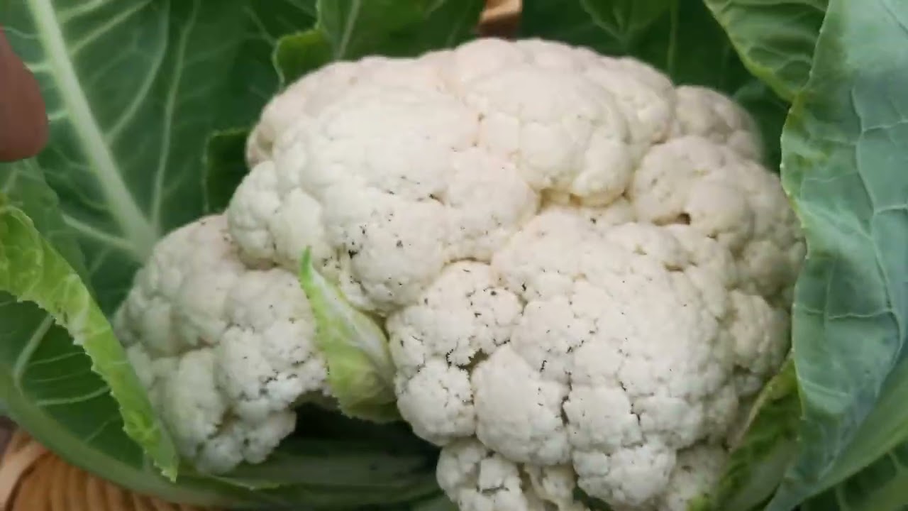 Como cosechar coles y calabazas. Cosecha otoñal