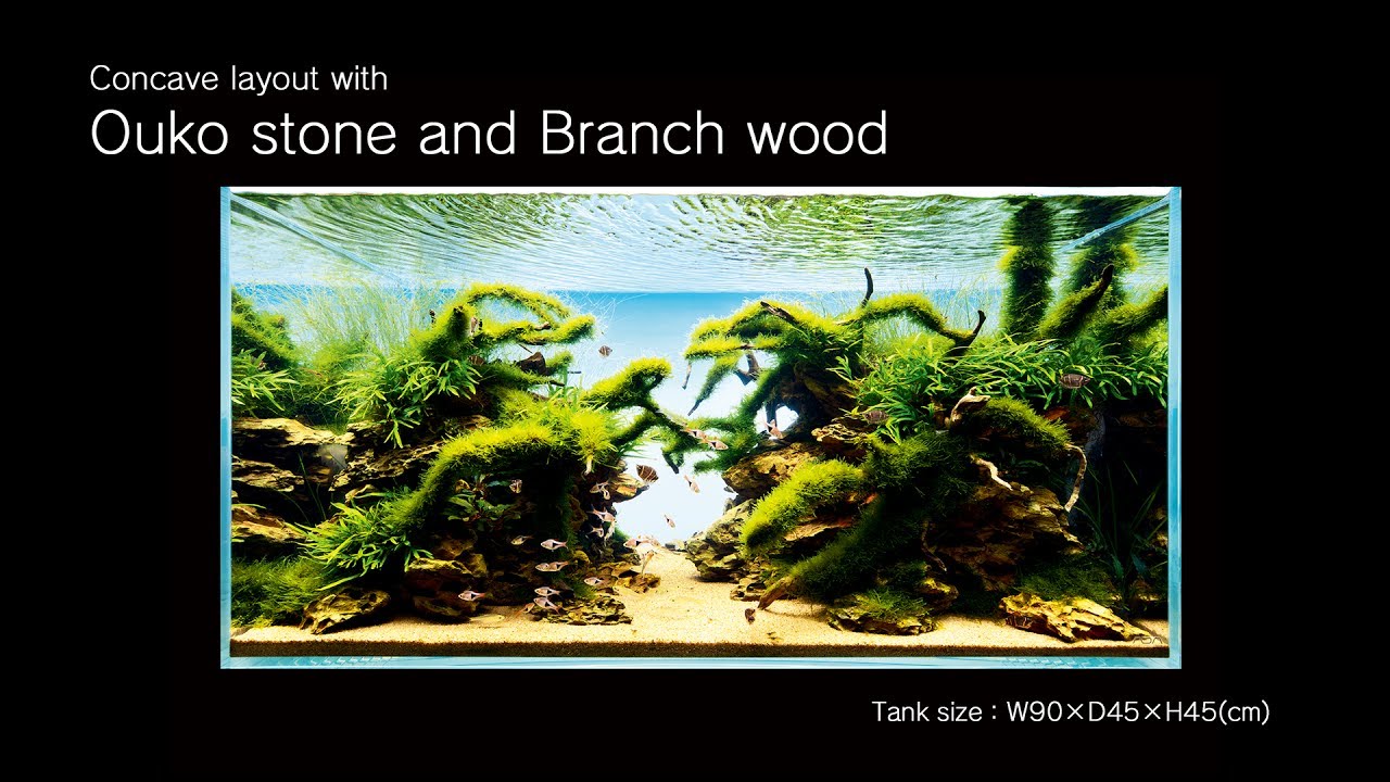 [ADAview] Concave layout with Ouko stone and Branch wood