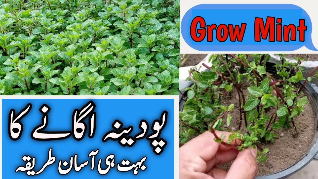 How to grow mint at home for beginners|Pudina kaise lagane|Easy way to grow mint at home