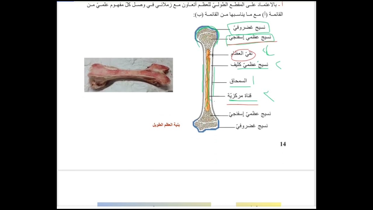 الدرس الثاني بنية العظام و المفاصل علوم الصف التاسع