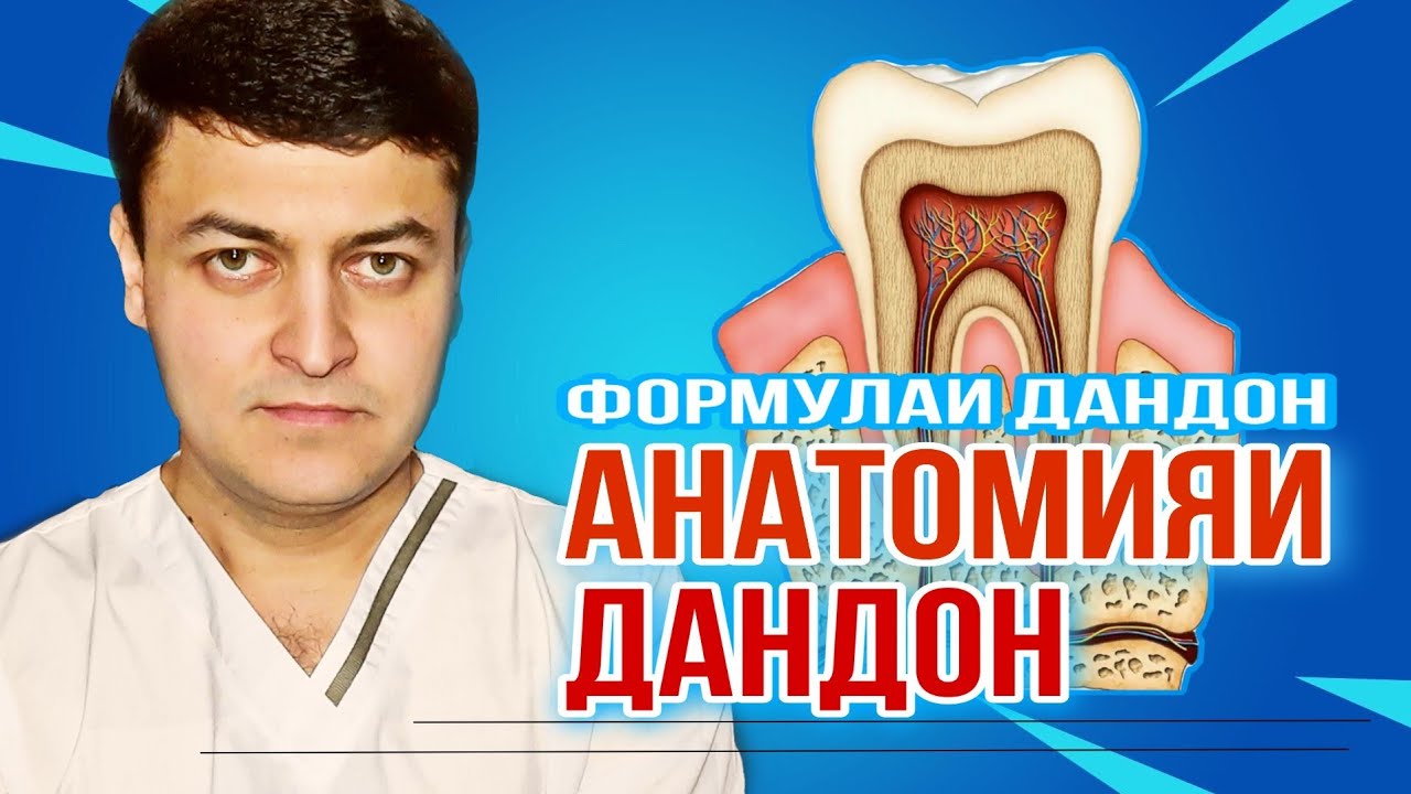 Анатомияи дандон | Формулаи дандонҳо