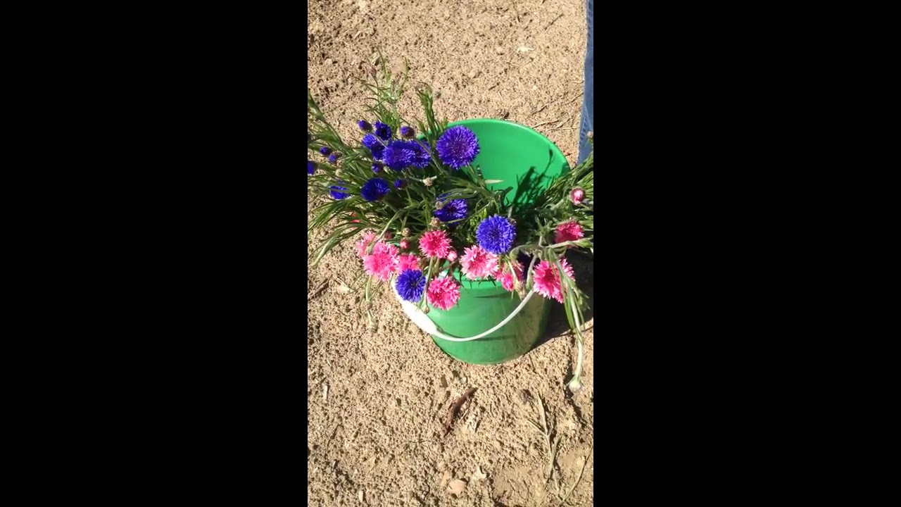 How-to harvest Bachelor Buttons