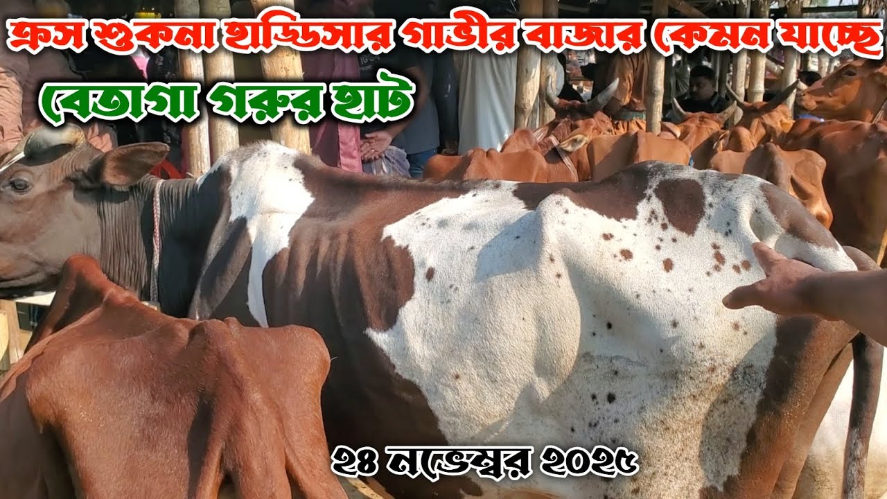 312- ক্রস শুকনা হাড্ডিসার গাভীর বাজার কেমন যাচ্ছে | বেতাগা গরুর হাট | 24 নভেম্বর 2025 Gorur Haat BD