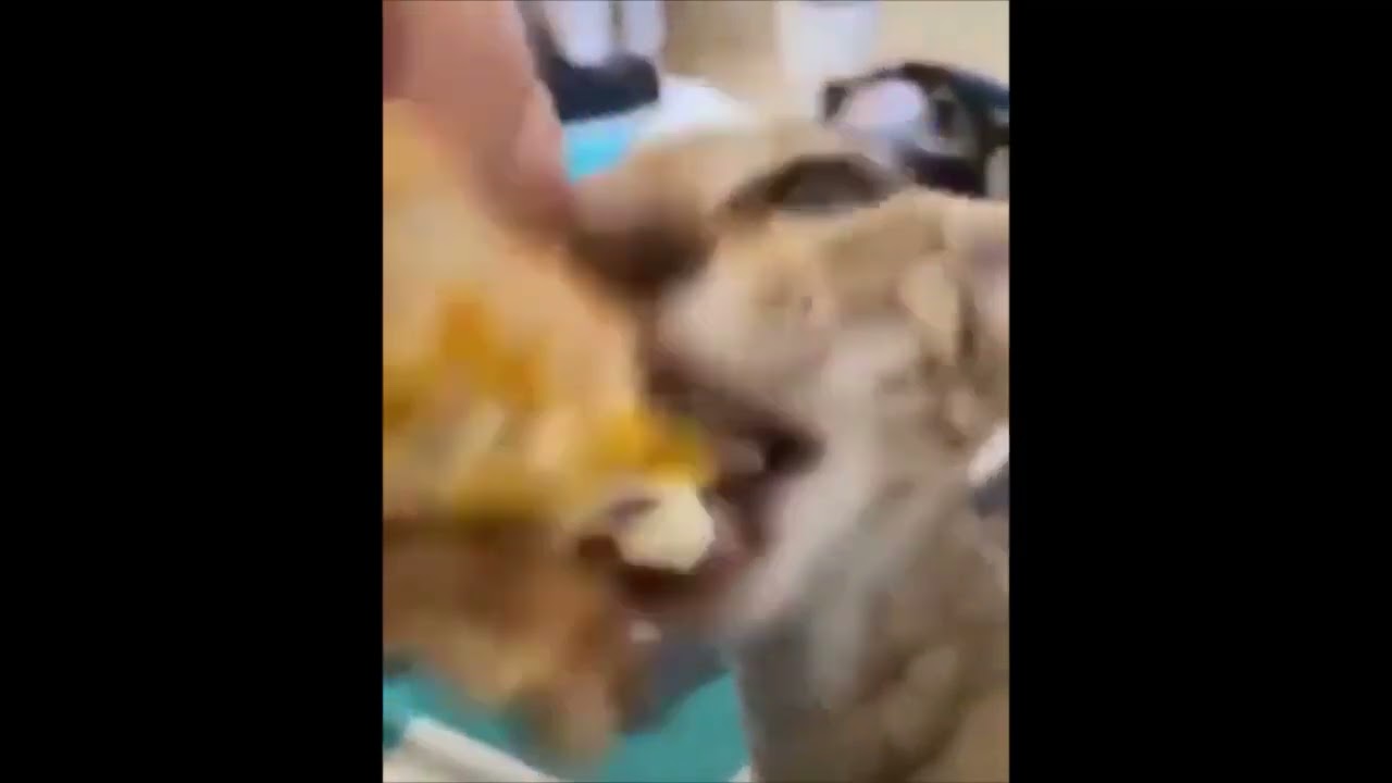 cheemsburger 🐱🍔