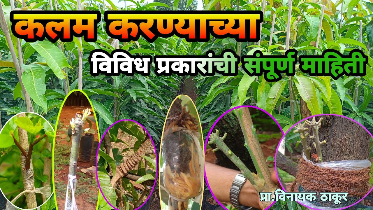कलम बांधणी चे विविध प्रकार/त्यांची संपूर्ण माहिती/Grafing- various methos and their full imformation