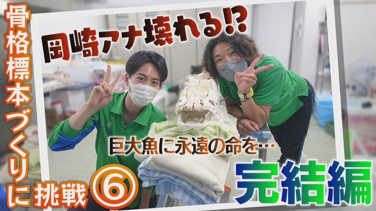 【うみの杜にっき】巨大魚ピラルクの骨格標本をつくろう！ついに完結編！7か月、骨まで愛した男たち…貴重な全身標本が杜の都に完成‼【バンデス】