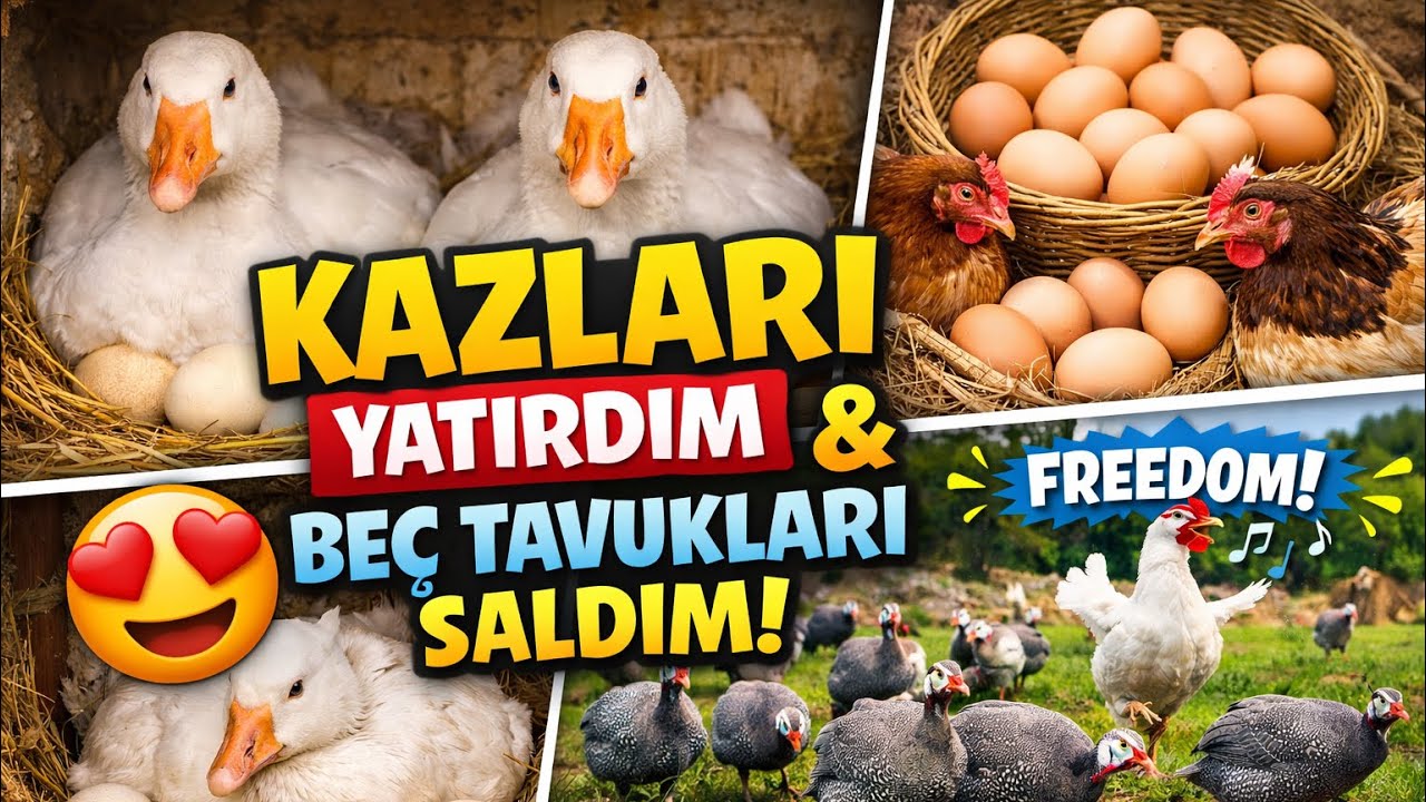 3 AY SONUNDA YABAN TAVUKLARINI SALDIM!ÇORUM KAZLARI YUMURTAYA YATTI!TAVUKLAR ÇILDIRDI?