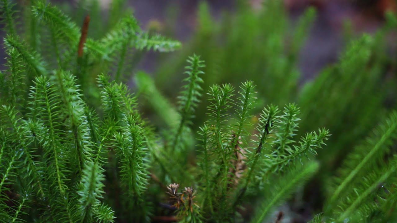 Rain on Green Moss | Rain Sound For Sleep