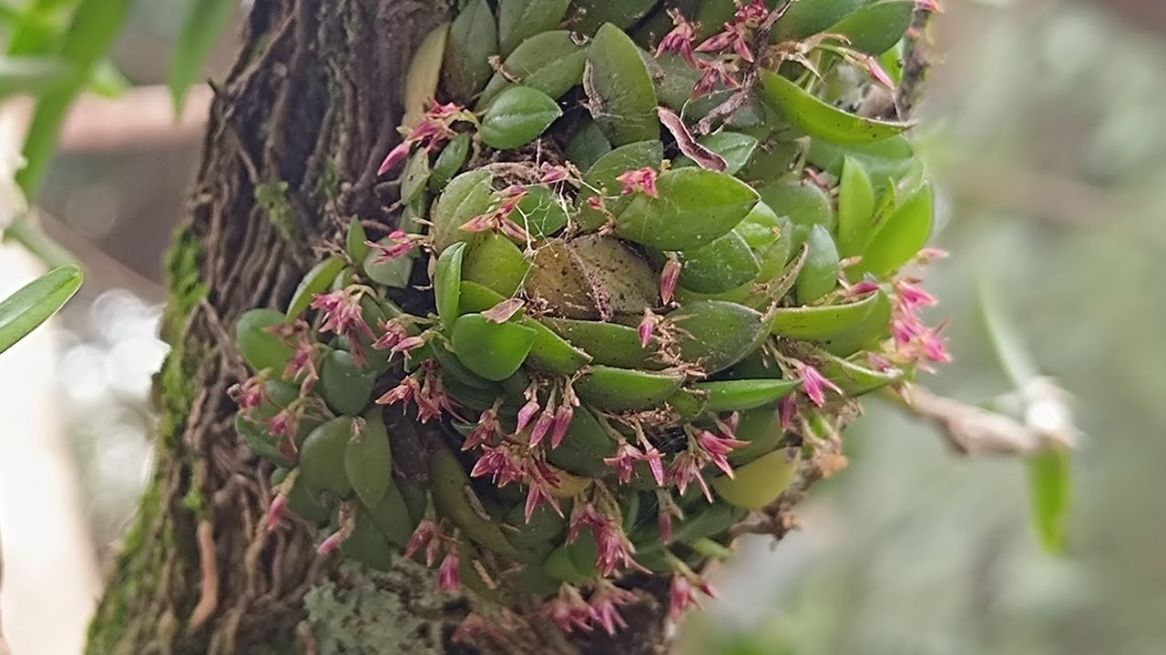 🌼Habitat de lindas orquídeas selvagens do cerrado goiano#orquídeas #natureza