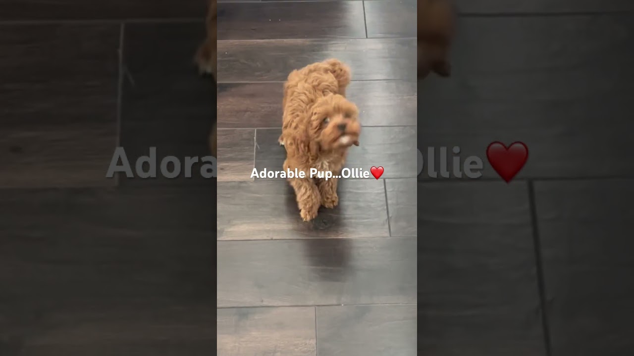 Cute Ollie❤️