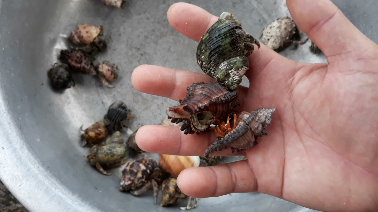 TẶNG ỐC MƯỢN HỒN MỌI NGƯỜI VÀO XEM ĐỂ ĐƯỢC TẶNG NHÉ/ HERMIT CRAB / DÂN ĐẢO CỰC ĐÔNG VLOG