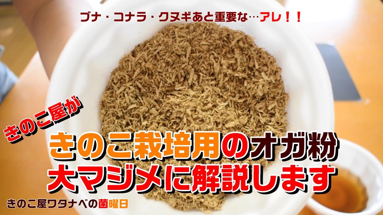菌床きのこ栽培に使用するおが粉の解説（舞茸・椎茸・ハナビラタケ）【きのこ屋ワタナベの菌曜日2020.07.03】