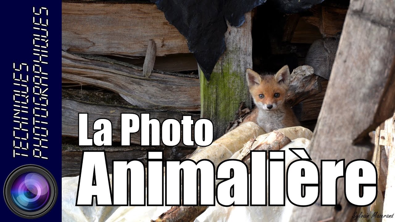 La Photo Animalière