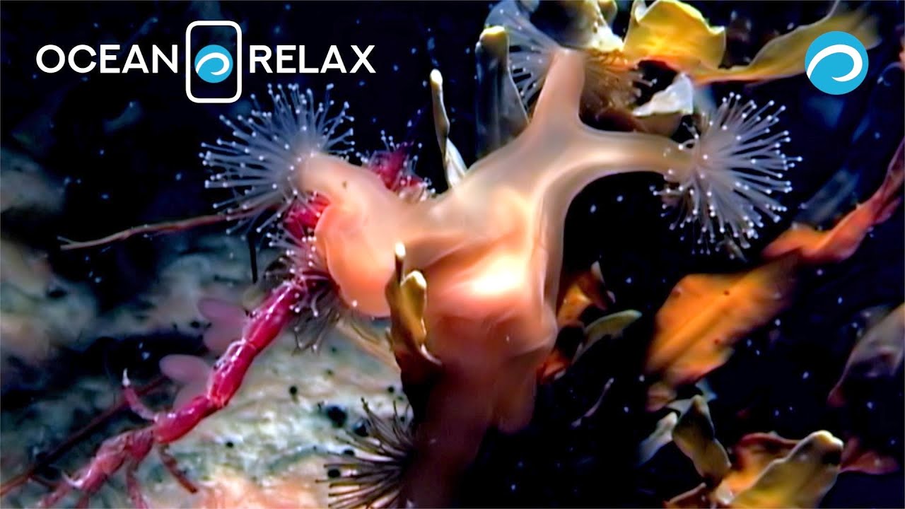 Ocean Relax Film. Macro world of the White Sea II.