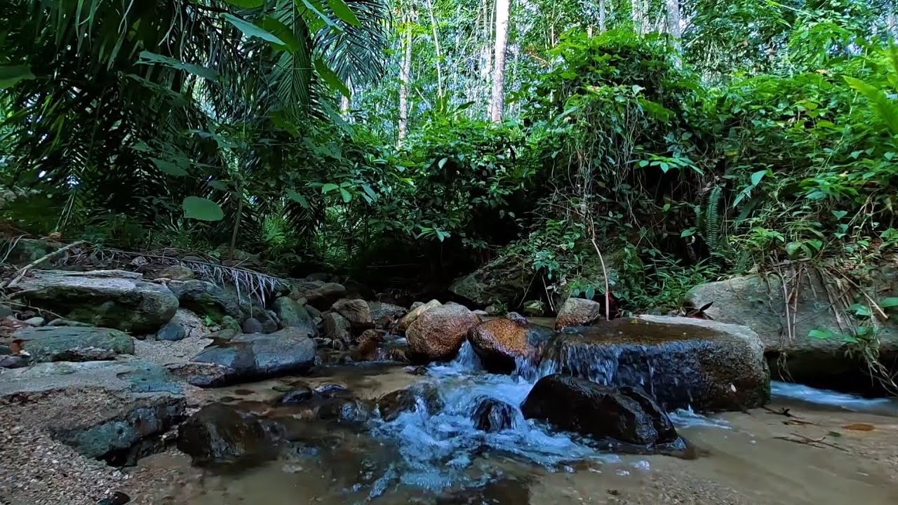 A Quiet Jungle Escape That Makes You Fall Asleep | 1 Hour of Peaceful Water Flow