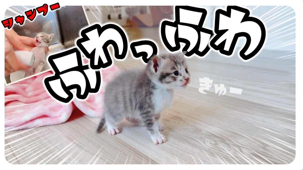 【子猫のお風呂】「ピャーピャー」シャンプーしました。オケが少し小さく感じるくらい成長してた【保護猫生活】